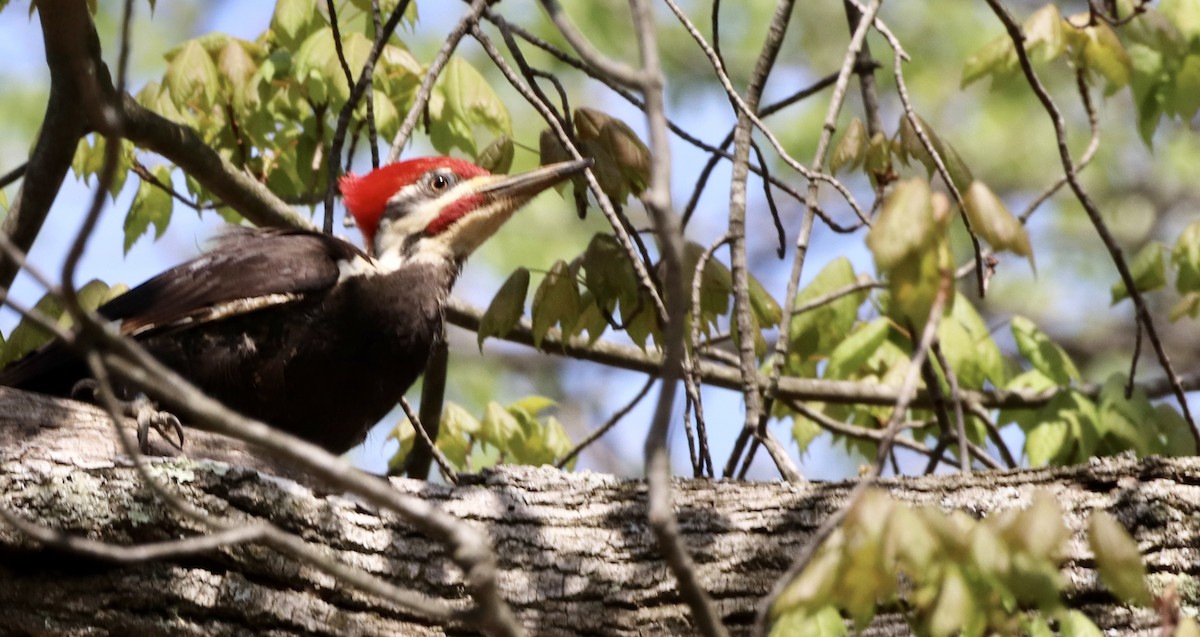 Pileated Woodpecker - ML634832602