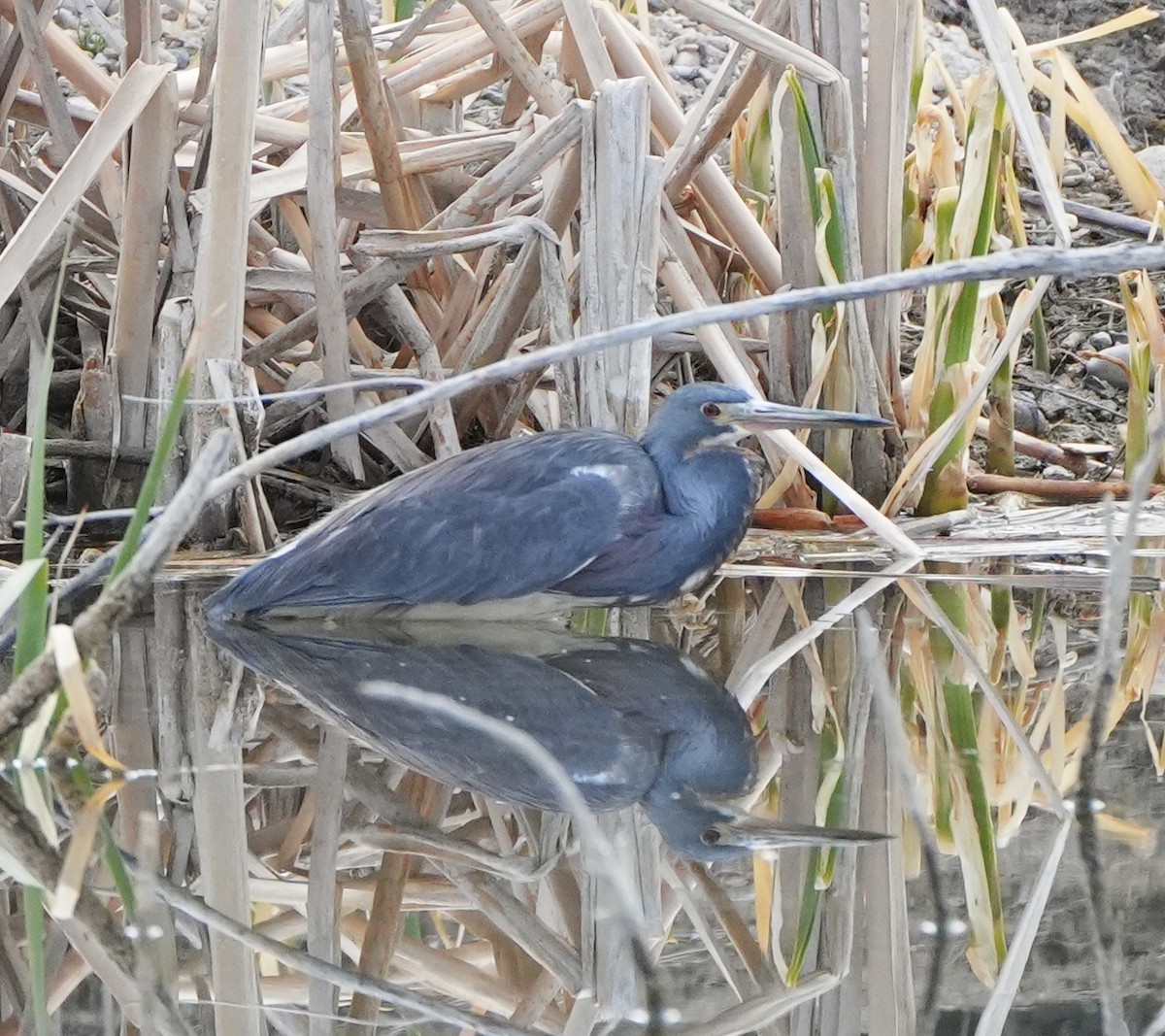 Tricolored Heron - ML634832621