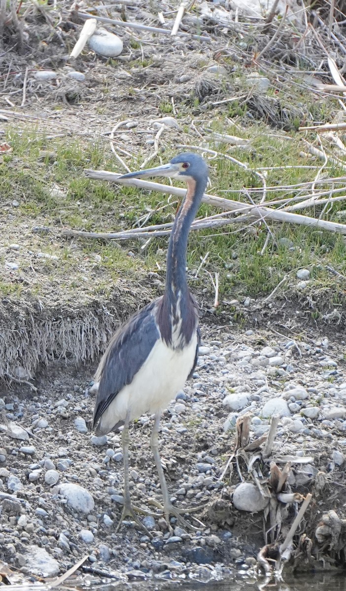 Tricolored Heron - ML634832632