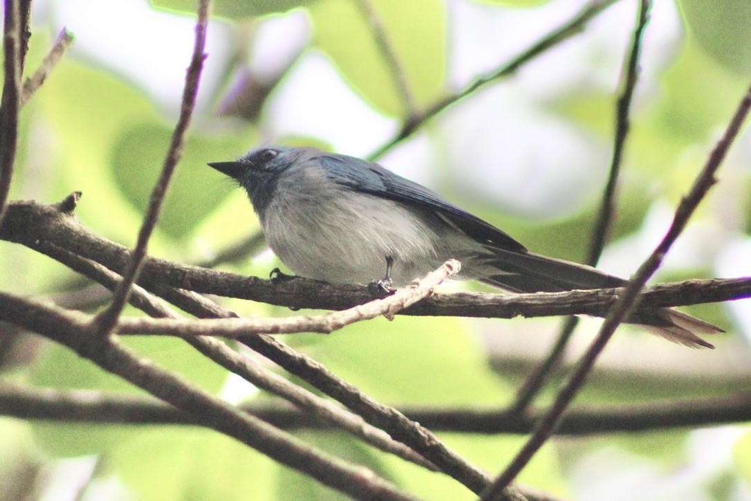African Blue Flycatcher - ML634832635