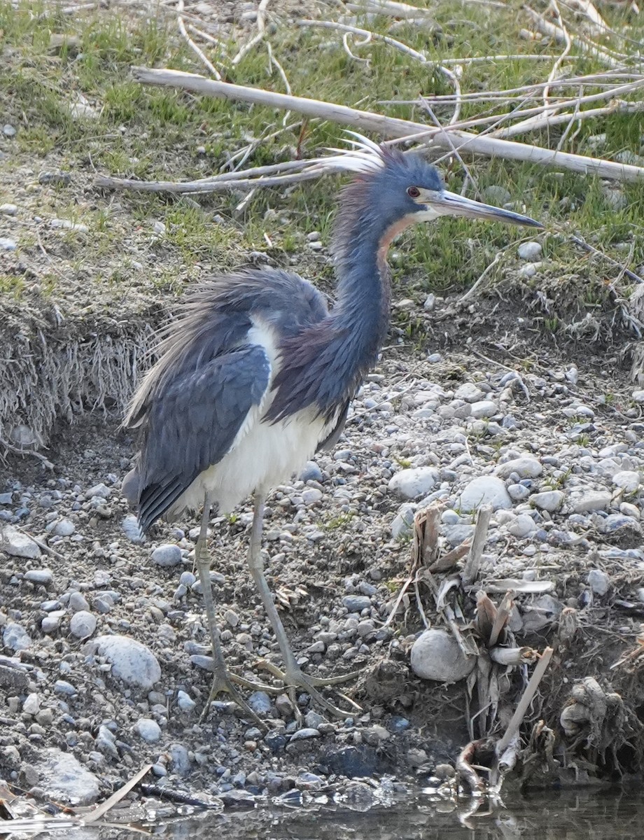 Tricolored Heron - ML634832641