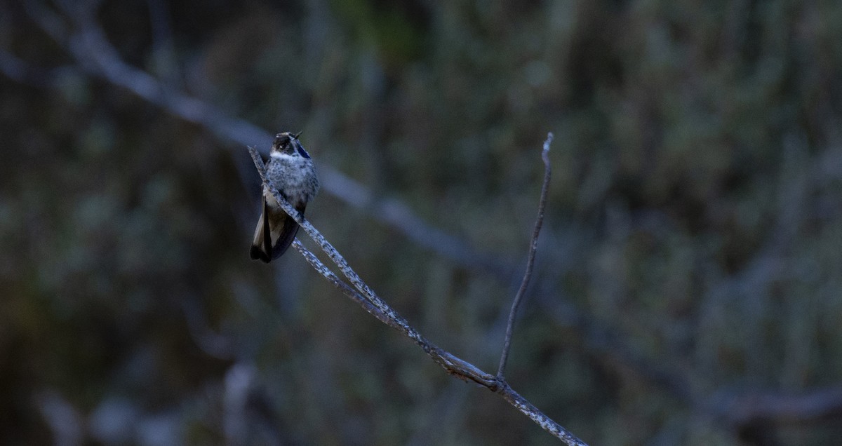 Blue-bearded Helmetcrest - ML634832776