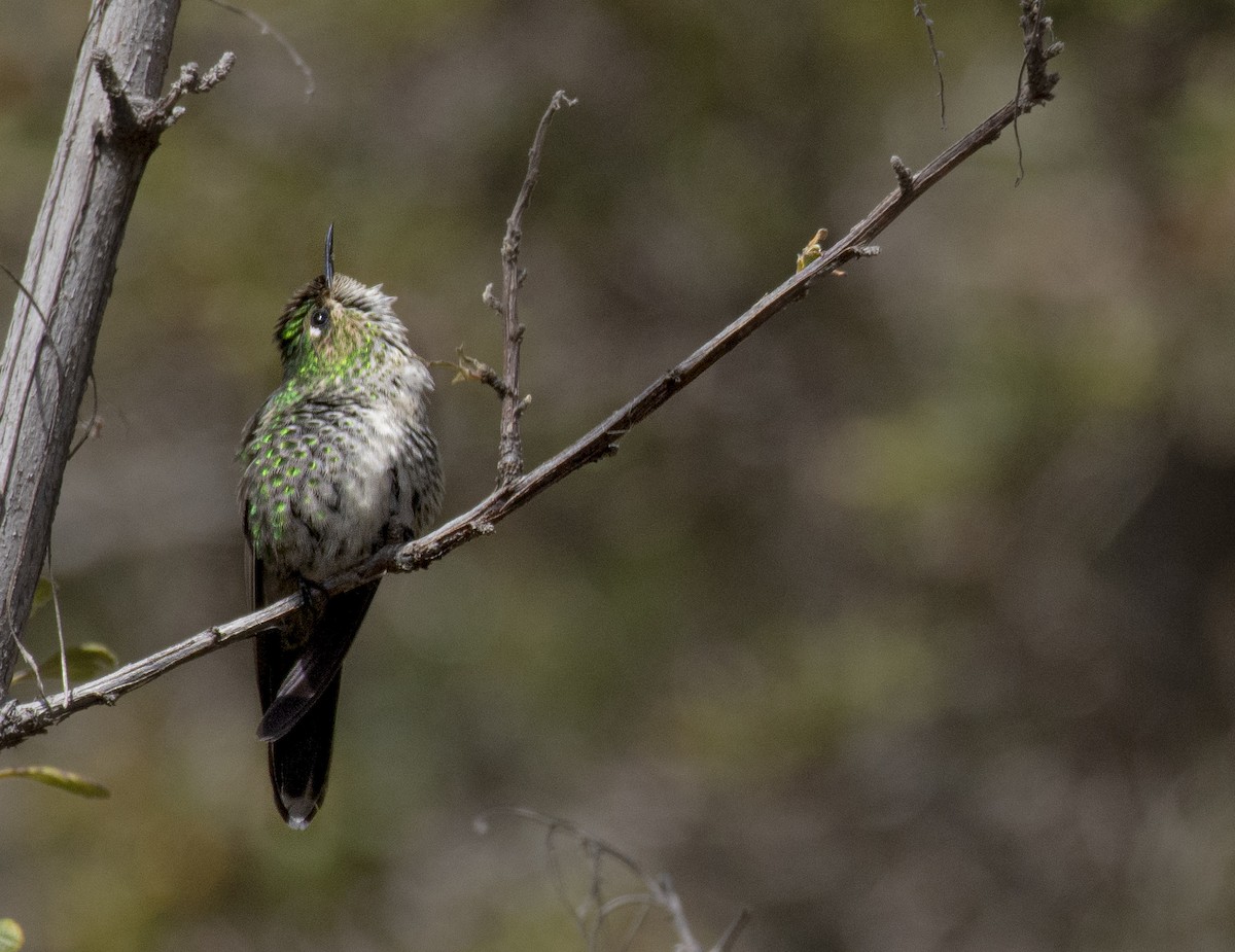 Black-backed Thornbill - ML634832848