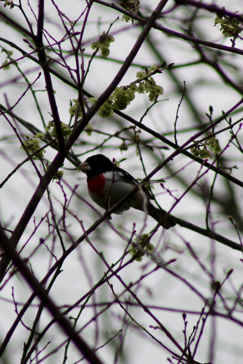 Rose-breasted Grosbeak - ML634832987