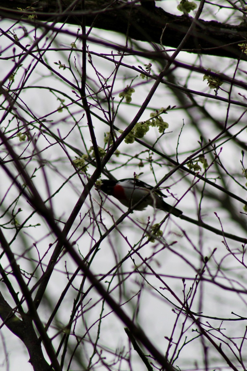 Rose-breasted Grosbeak - ML634832988