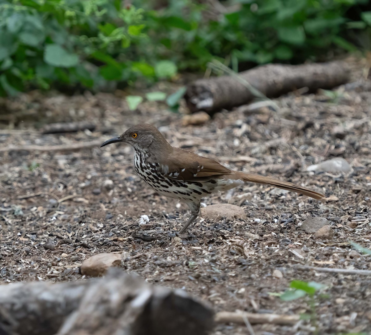 Long-billed Thrasher - ML634833014
