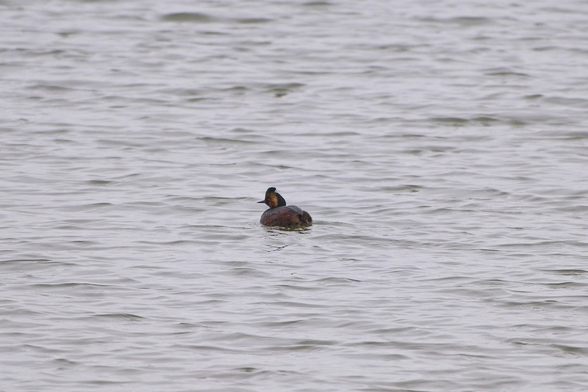 potápka černokrká - ML634833040