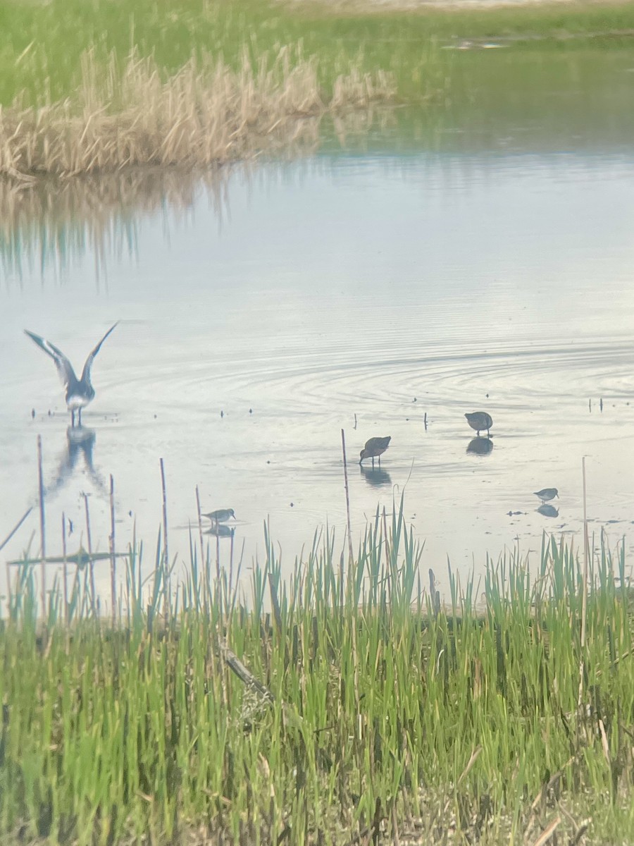 Long-billed Dowitcher - ML634833106