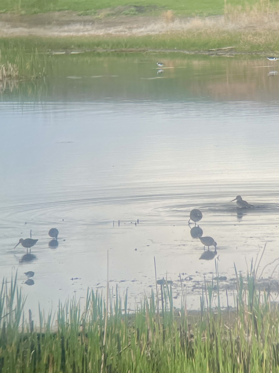 Long-billed Dowitcher - ML634833107