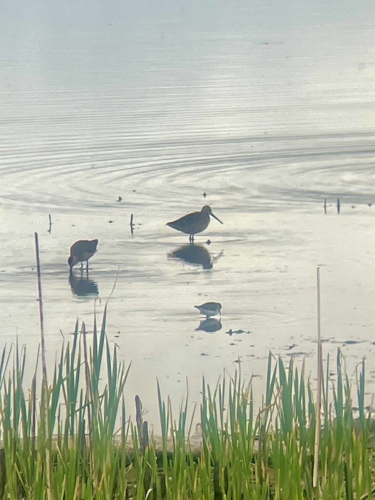 Long-billed Dowitcher - ML634833108