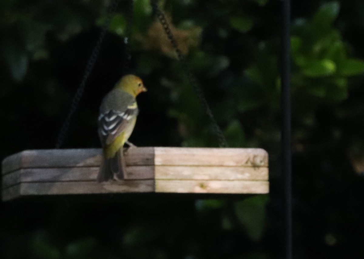 Western Tanager - ML634833191