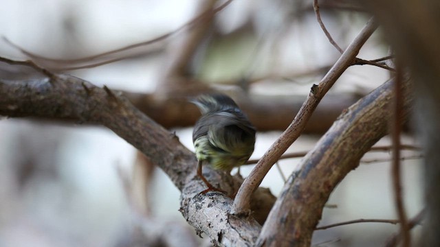 Northern Waterthrush - ML634833237