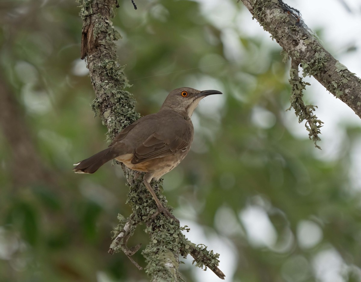 Curve-billed Thrasher - ML634833266
