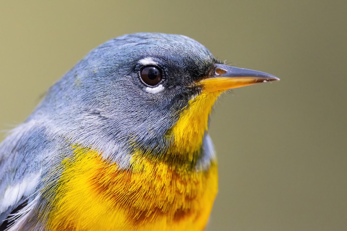 Northern Parula - ML634833526