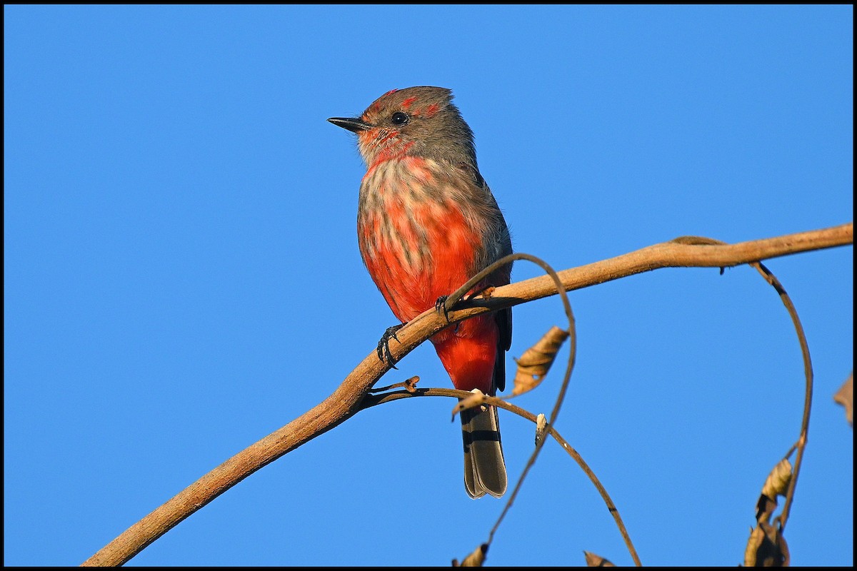 Vermilion Flycatcher (Austral) - ML634833665