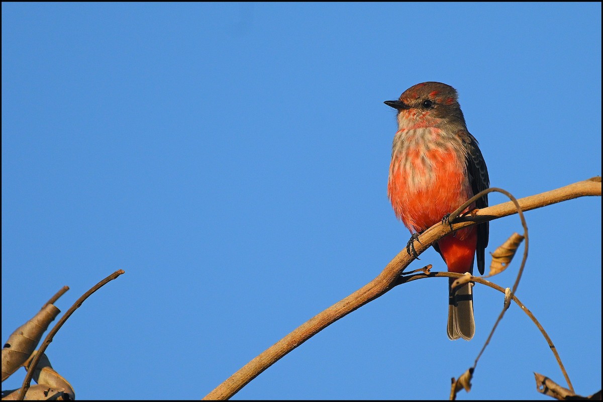 Vermilion Flycatcher (Austral) - ML634833666