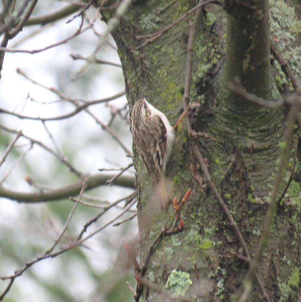 Brown Creeper - ML634833693