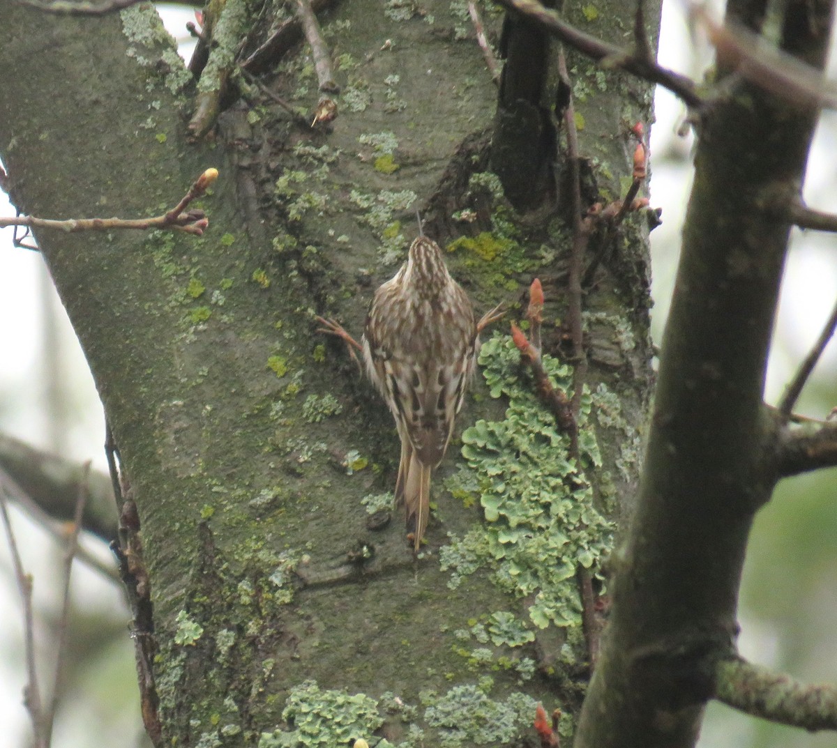 Brown Creeper - ML634833713