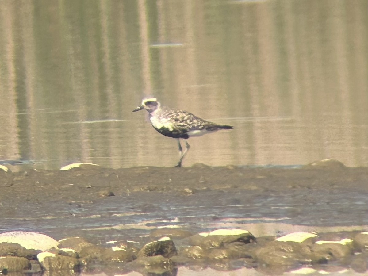 Black-bellied Plover - ML634833715