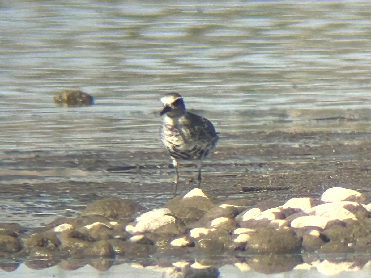 Black-bellied Plover - ML634833716