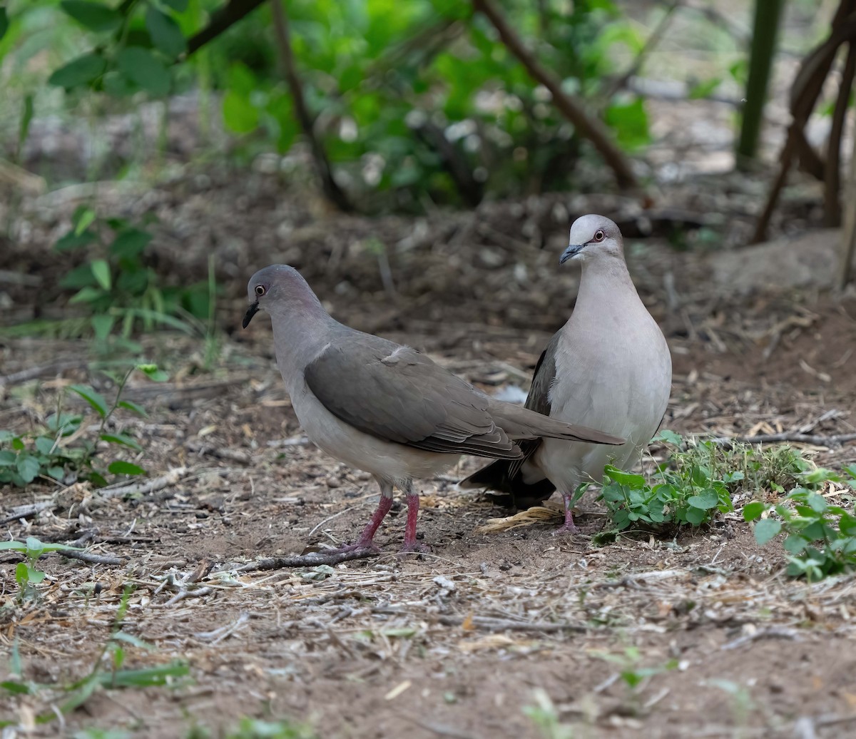 White-tipped Dove - ML634833730