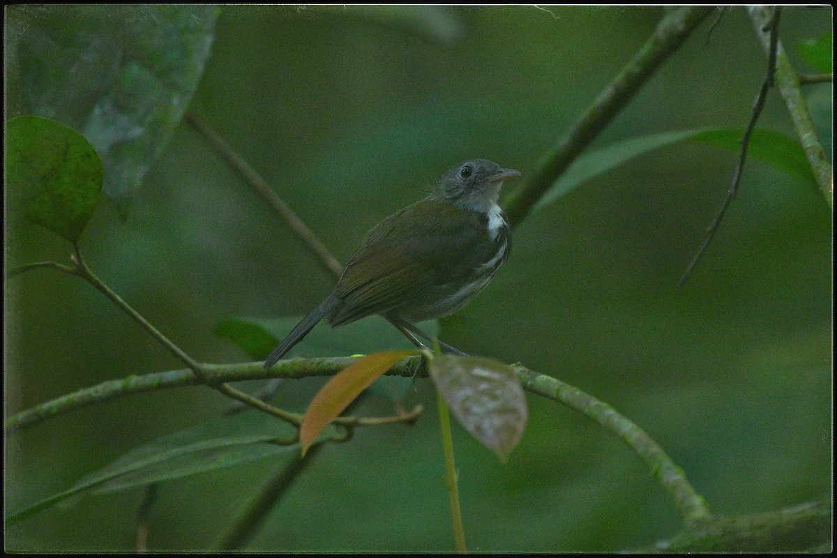 Ringed Antpipit - ML634833773