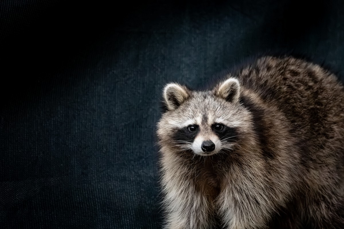 Eastern Raccoon - ML634833802