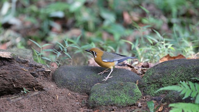 Orange-headed Thrush (White-throated) - ML634833834