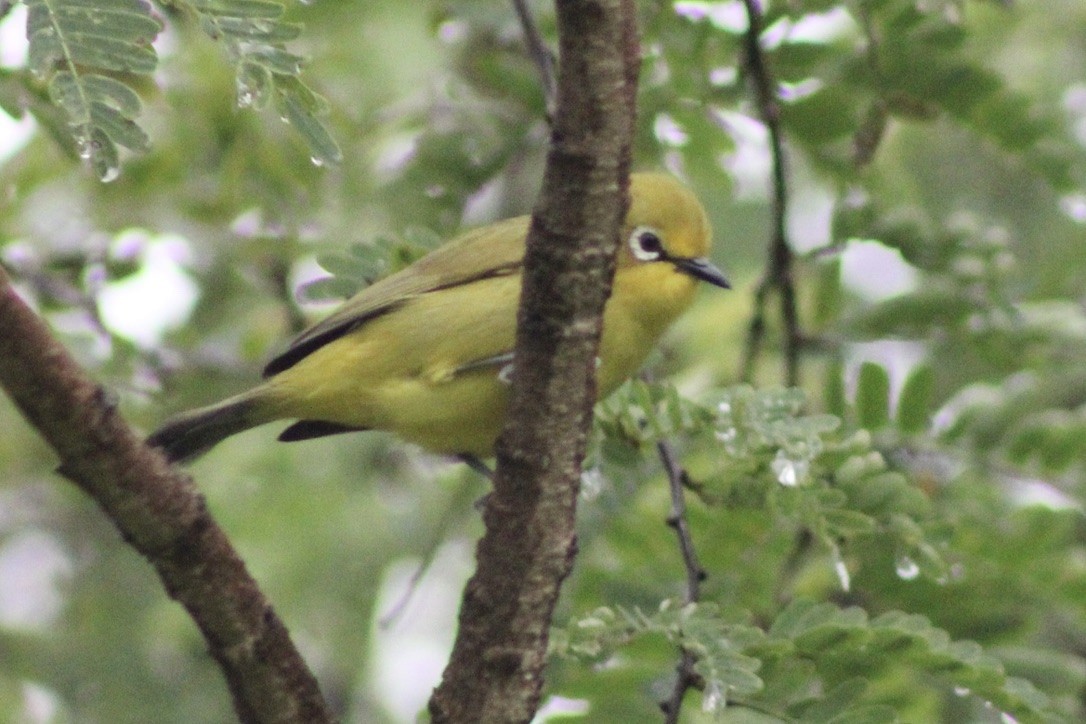 Northern Yellow White-eye - ML634833874