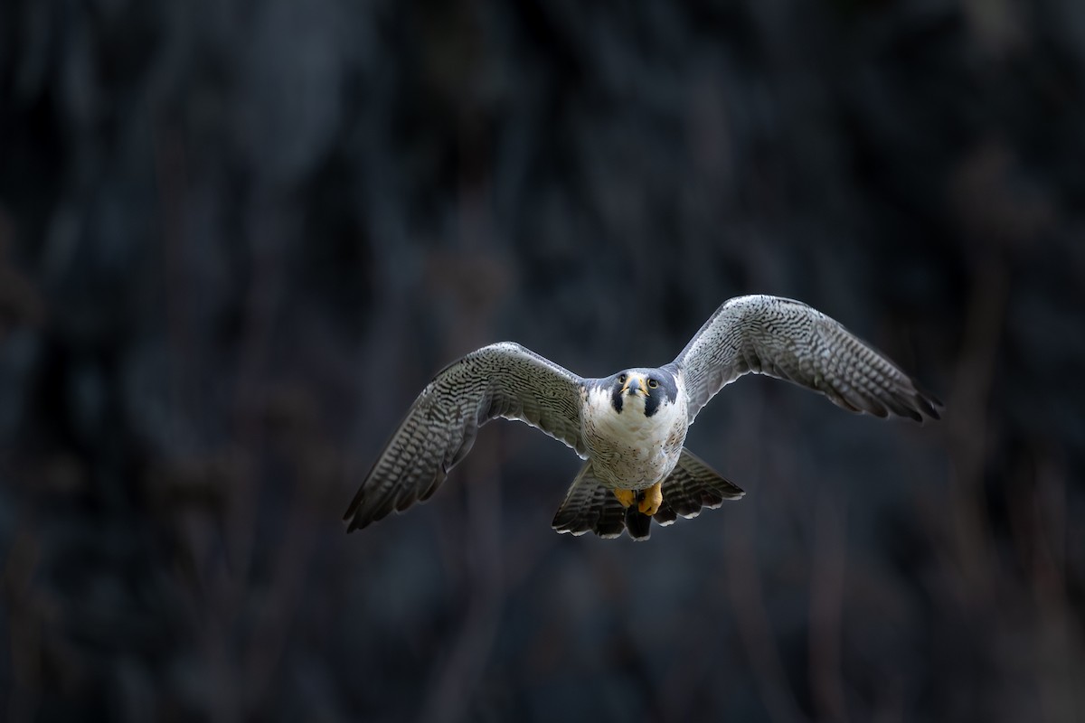 Peregrine Falcon - ML634833878
