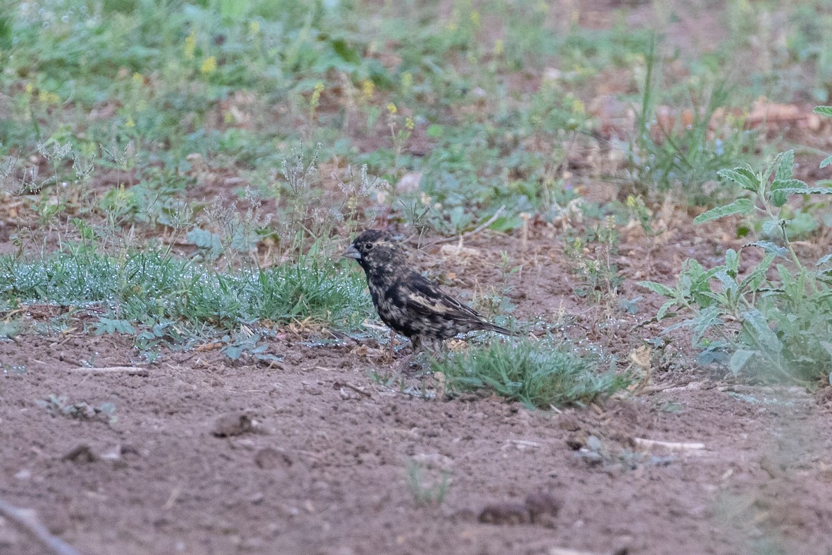 Lark Bunting - ML634833909