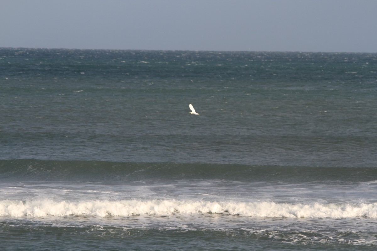 Eastern Cattle-Egret - ML634833934