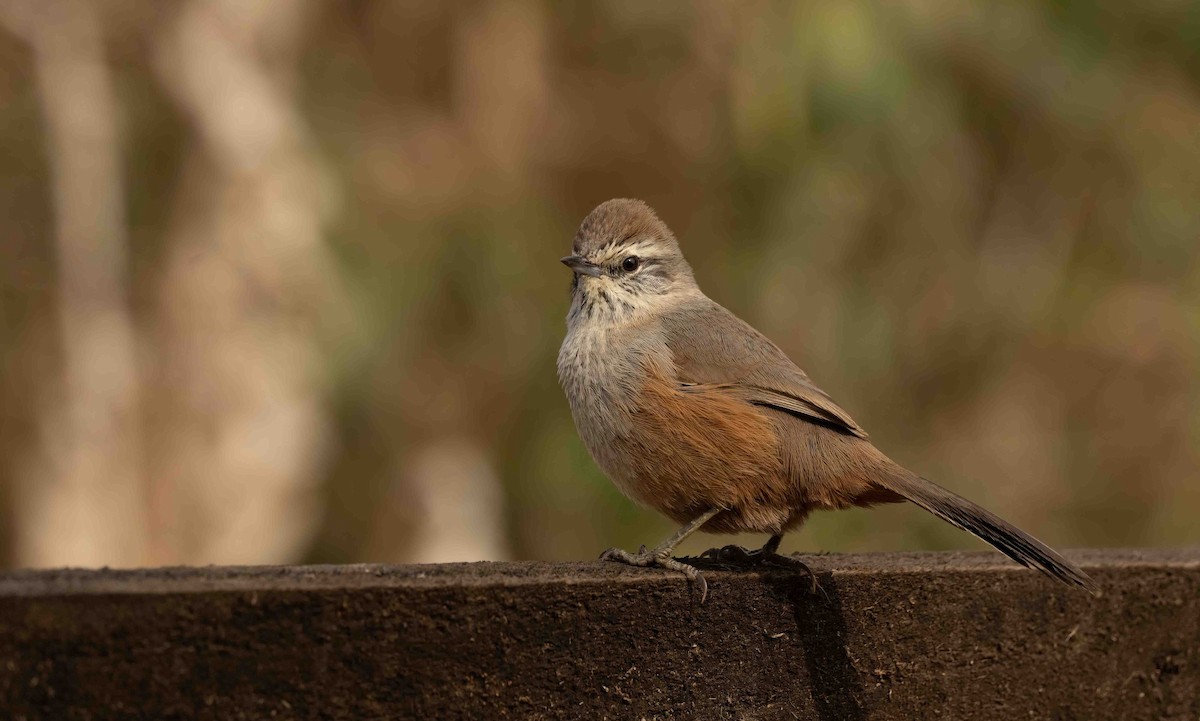 Dusky-tailed Canastero - ML634833948