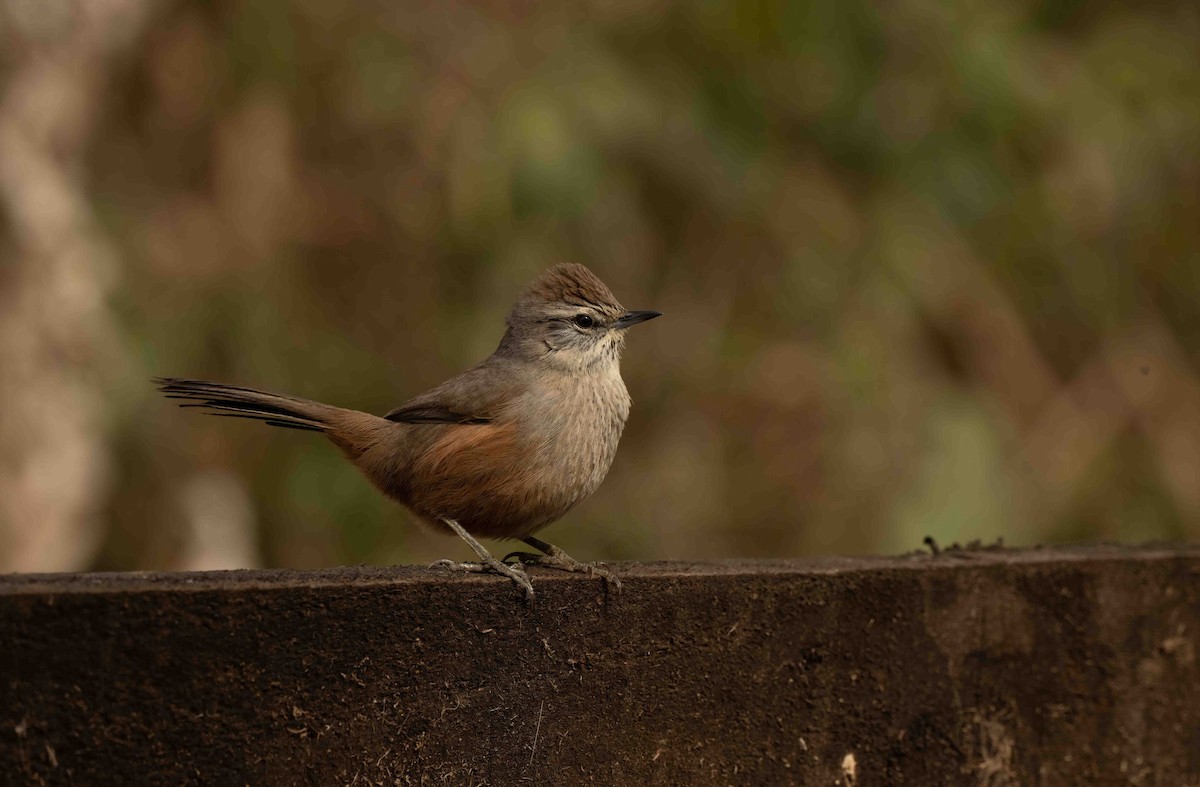 Dusky-tailed Canastero - ML634833959
