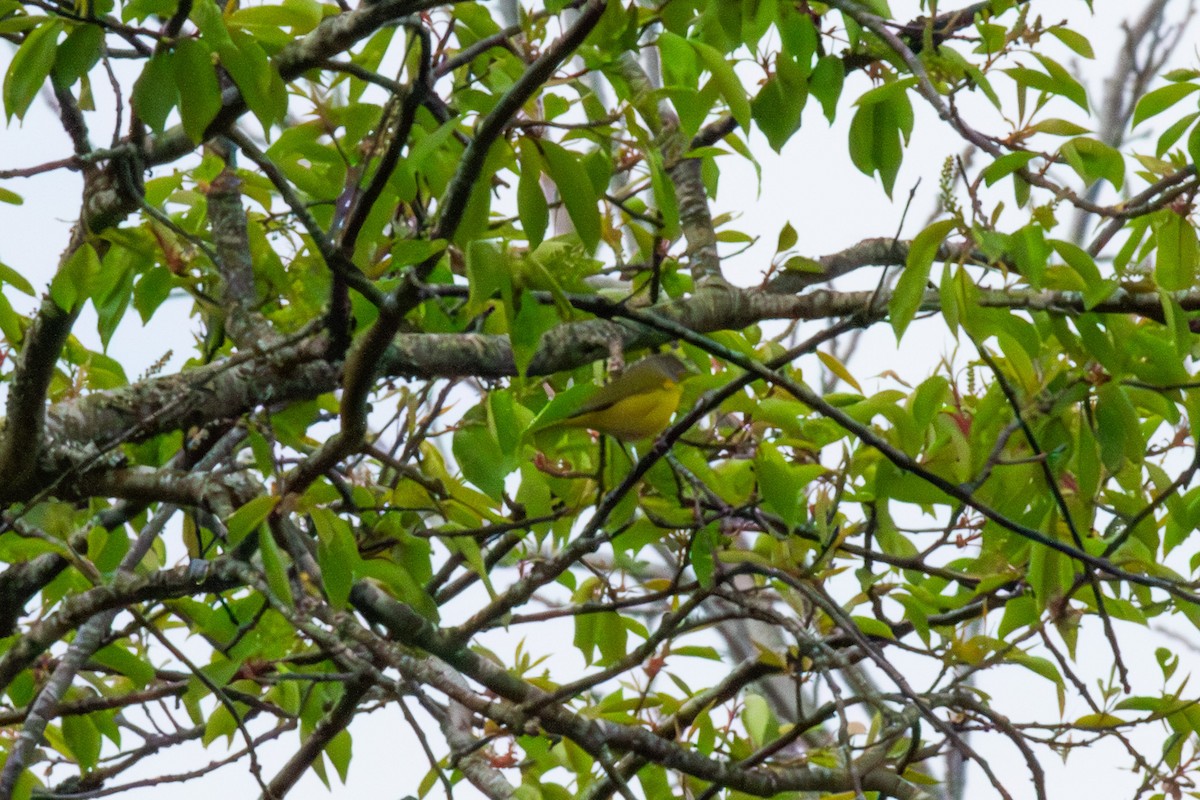 Nashville Warbler - ML634834026