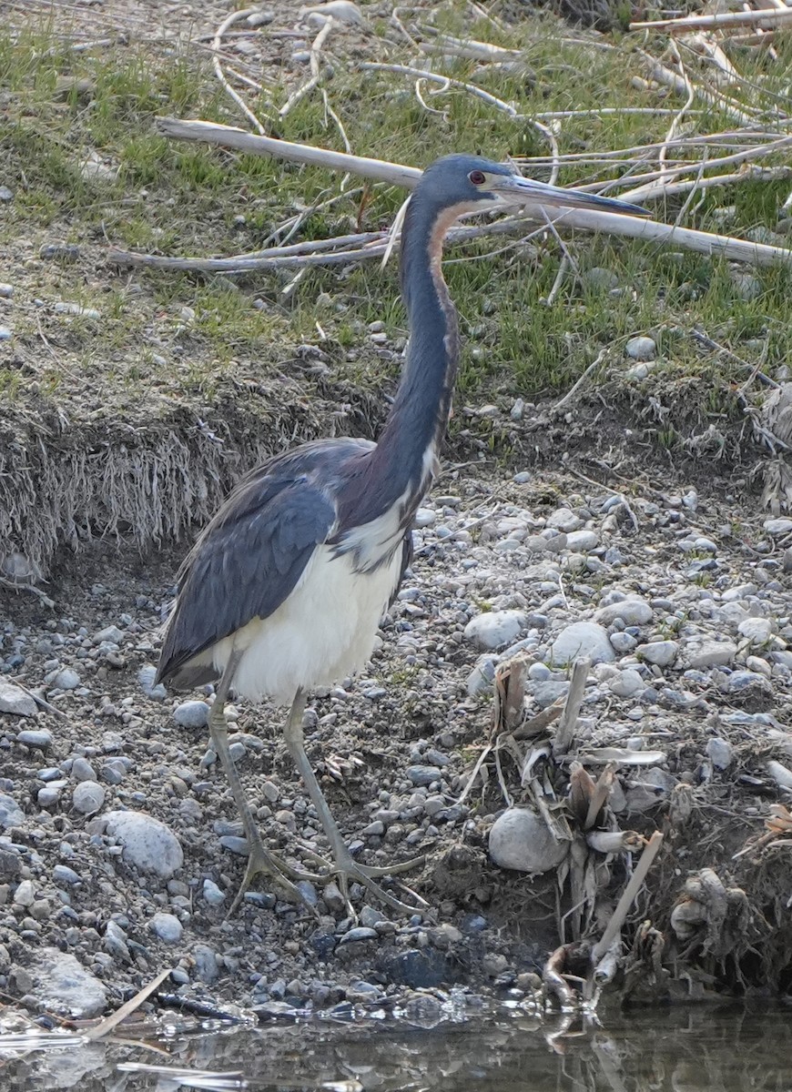 Tricolored Heron - ML634834035