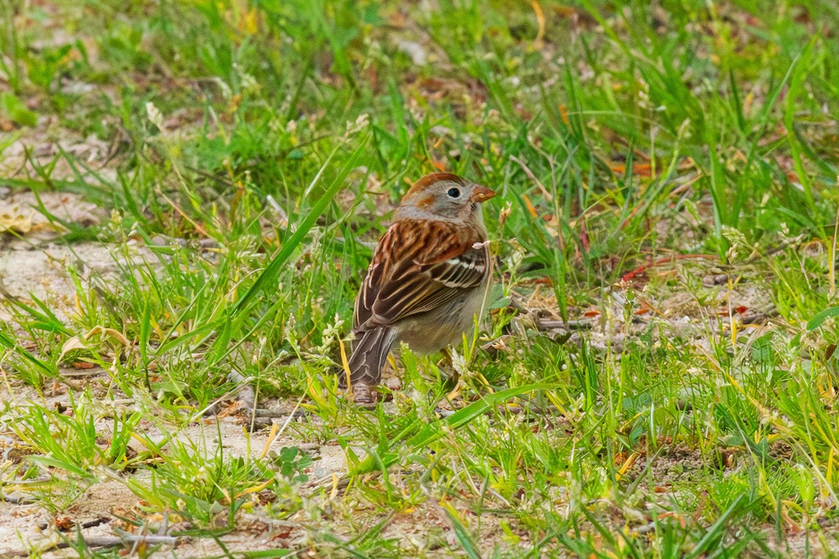 Field Sparrow - ML634834055
