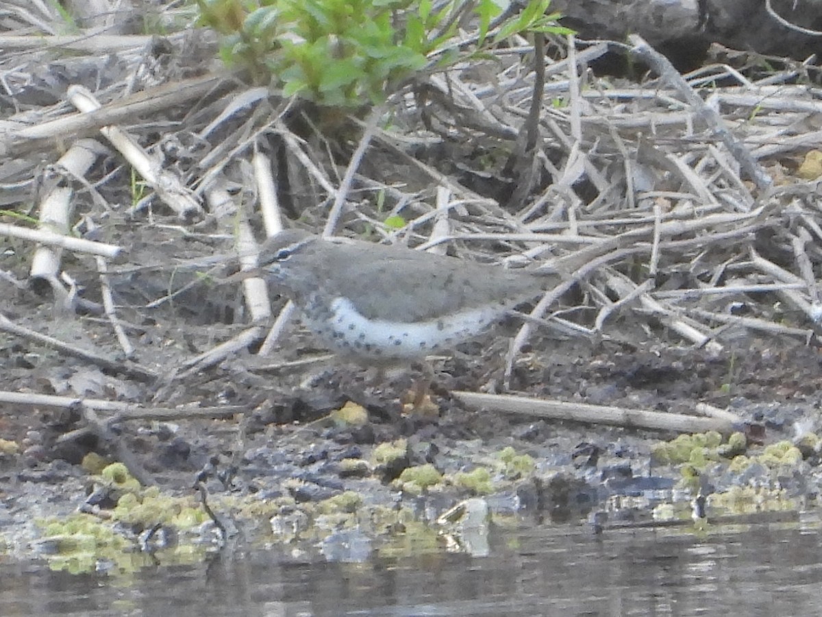 Spotted Sandpiper - ML634834121