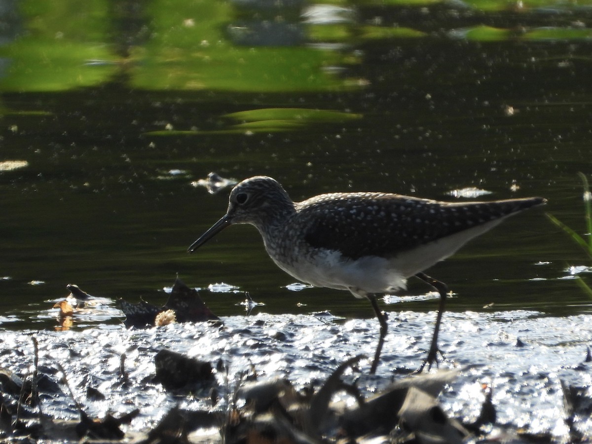 Solitary Sandpiper - ML634834132