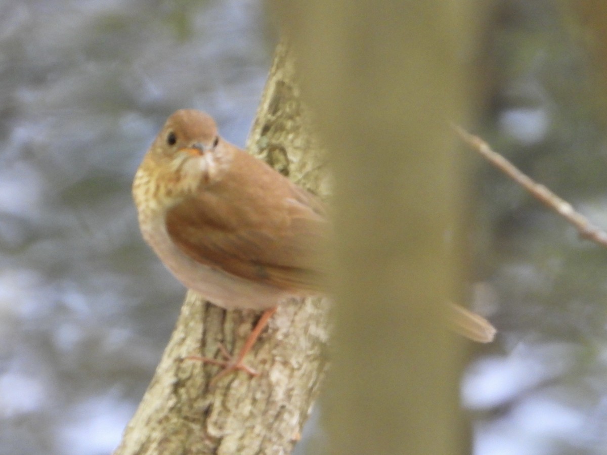 Veery - ML634834162