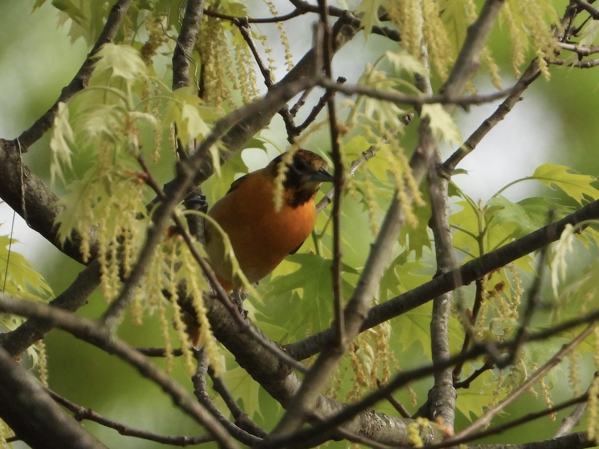 Baltimore Oriole - ML634834170