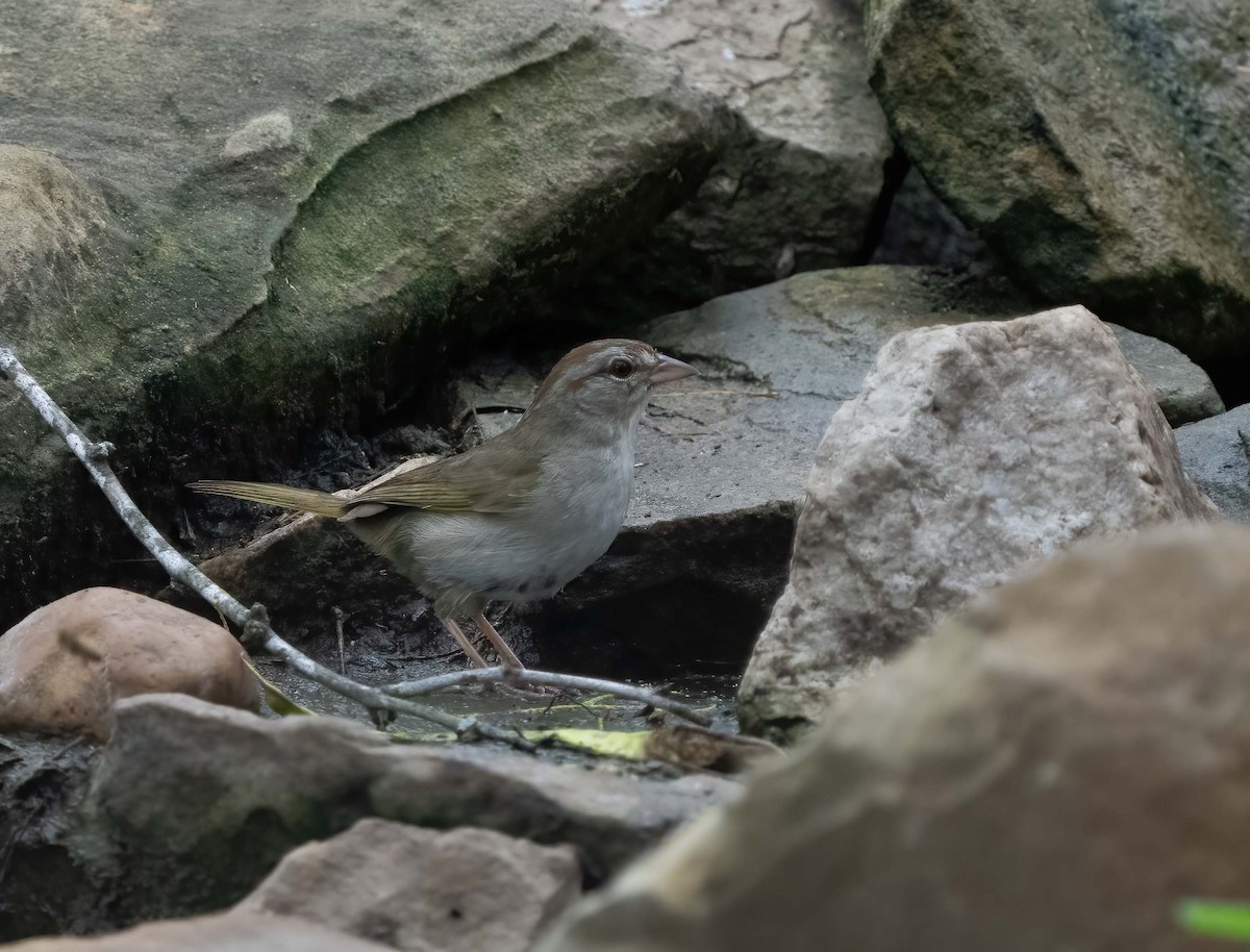 Olive Sparrow - ML634834296