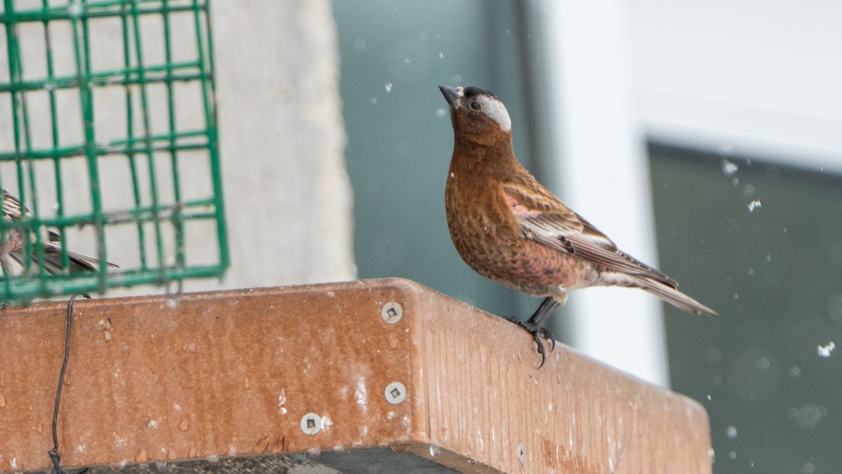 Gray-crowned Rosy-Finch (Gray-crowned) - ML634834484