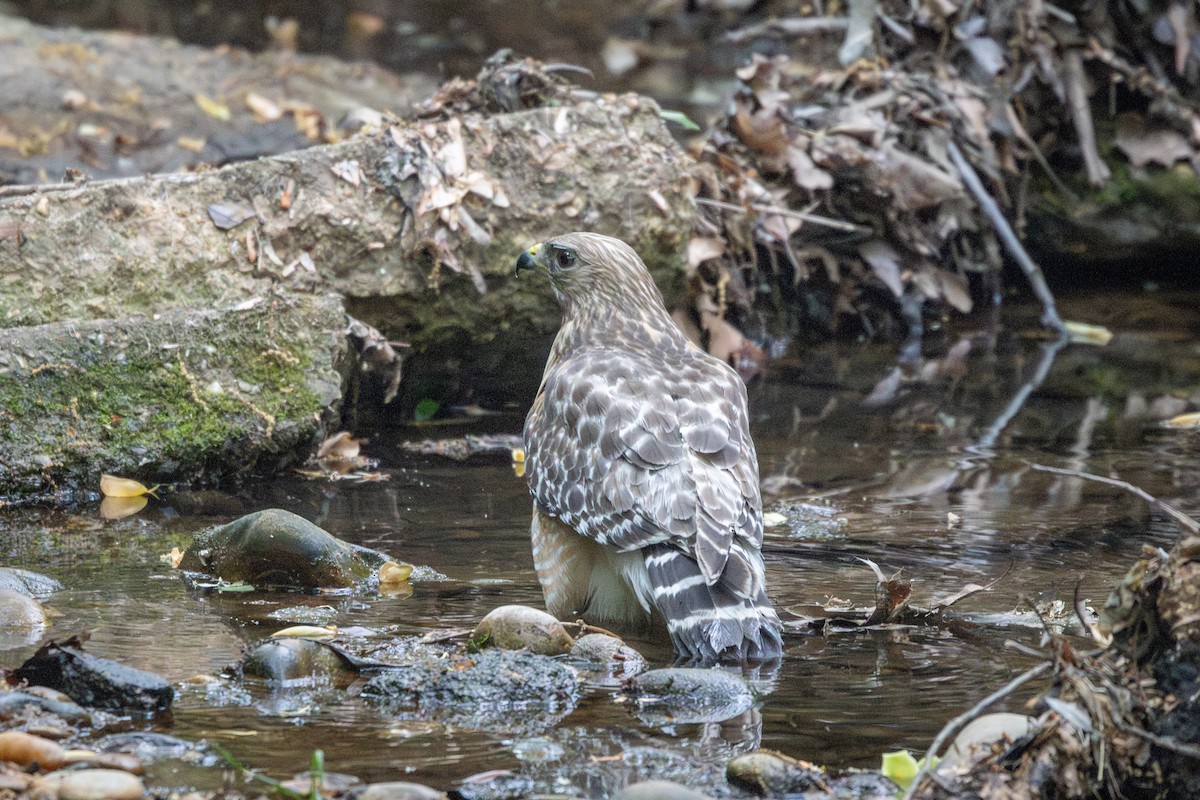 Red-shouldered Hawk - ML634834529