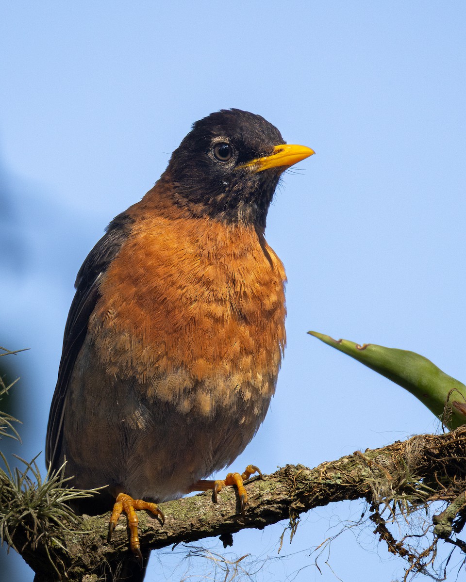 Rufous-collared Robin - ML634834542