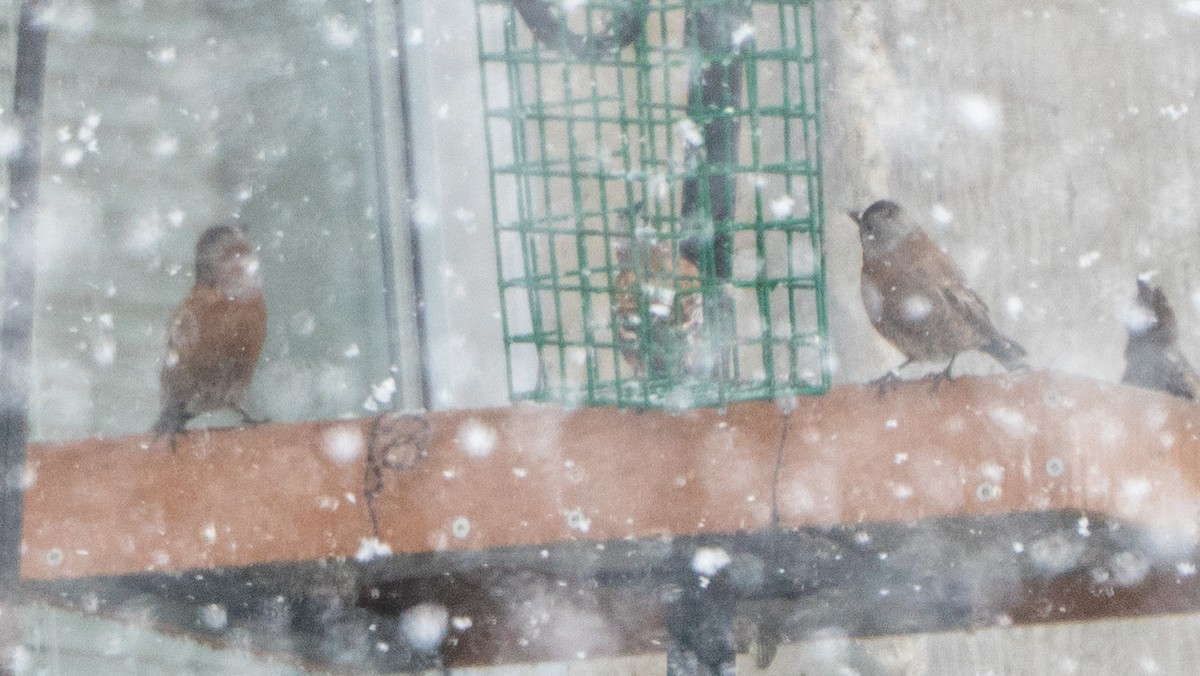 Gray-crowned Rosy-Finch (Hepburn's) - ML634834543