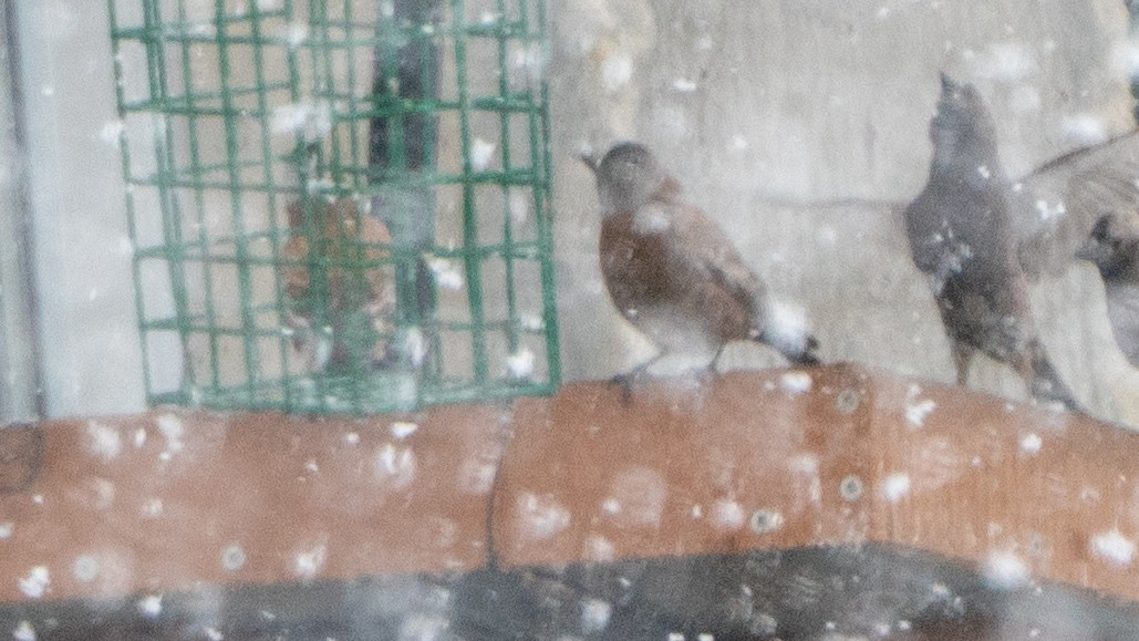 Gray-crowned Rosy-Finch (Hepburn's) - ML634834544