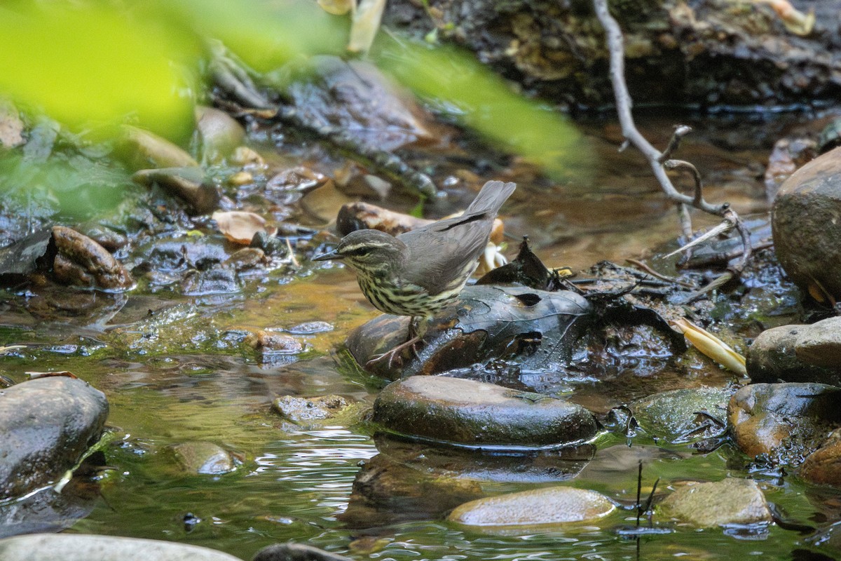 Northern Waterthrush - ML634834559