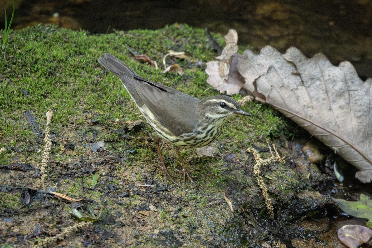 Northern Waterthrush - ML634834579