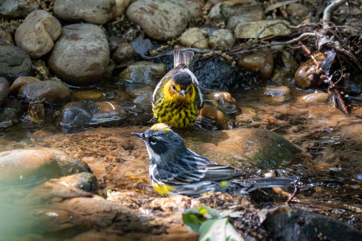 Cape May Warbler - ML634834583